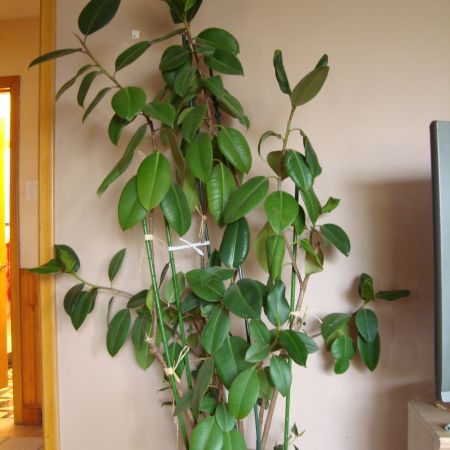 Ficus